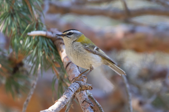 Firecrest 6 - Pyrenees May 16