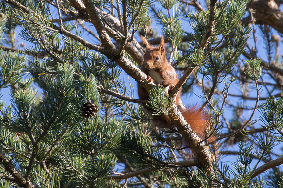 Red Squirrel - Pyrenees May 16