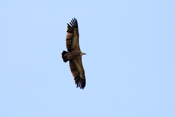 Griffon Vulture 3 - Pyrenees May16