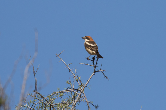 Woodchat 2 - Los Monegros May16