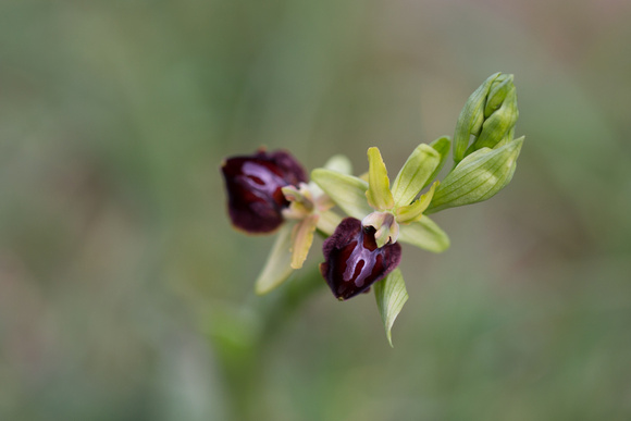 Early Spider Orchid 3 - Pyrenees May 16
