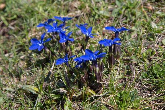Mountain Gentians - Pyrenees May 16