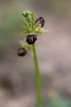 Early Spider Orchid 2 - Pyrenees May 16