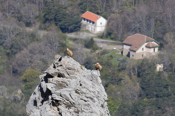Griffon Vulture 4 - Pyrenees May16
