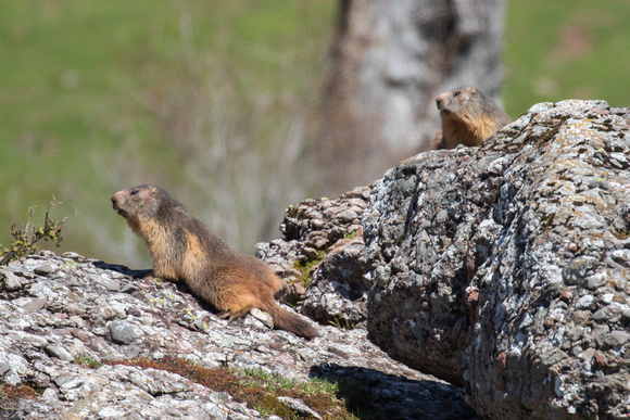 Marmots - May 16
