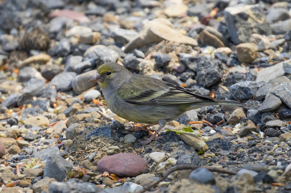 Citril Finch - Pyrenees May 16