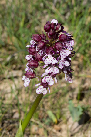 Lady Orchid 2 - Pyrenees May 16