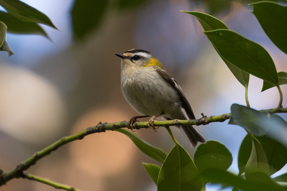Firecrest - Pyrenees May 16