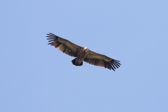 Griffon Vulture 2 - Pyrenees May16