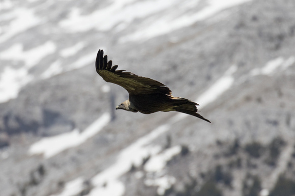 Griffon Vulture - Pyrenees May16