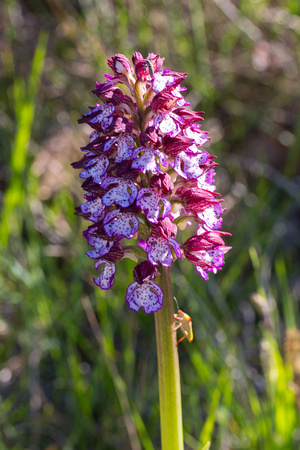 Lady Orchid 3 - Pyrenees May 16