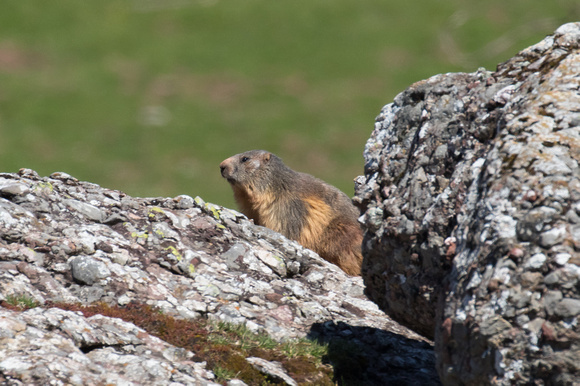 Marmots 3 - May 16