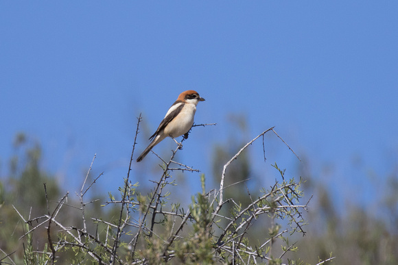 Woodchat - Los Monegros May16