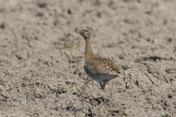 Little Bustard - Los Monegros May 16