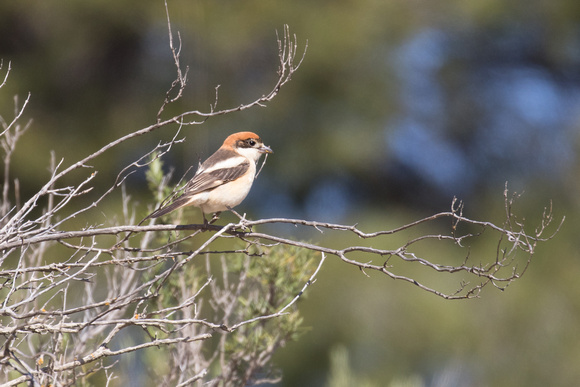 Woodchat 3 - Los Monegros May16
