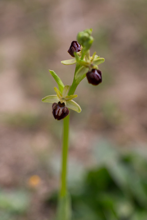 Early Spider Orchid - Pyrenees May 16