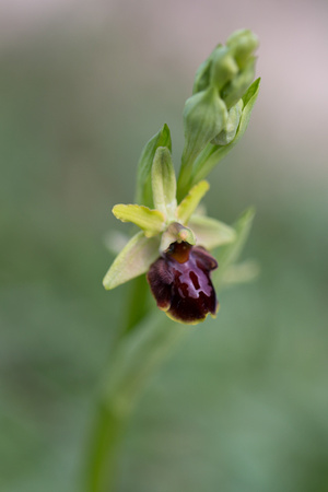 Early Spider Orchid 4 - Pyrenees May 16