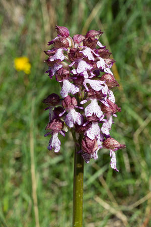 Lady Orchid - Pyrenees May 16