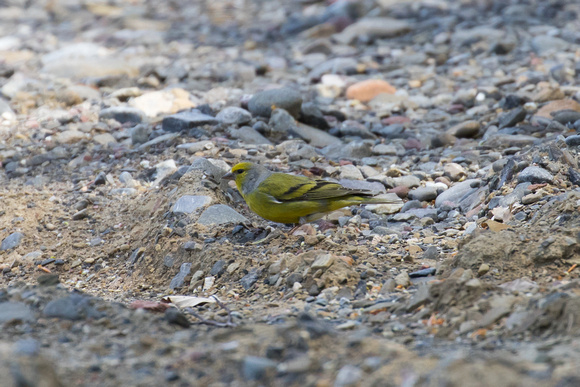 Citril Finch 2 - May 16