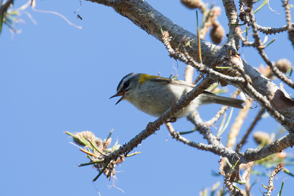 Firecrest 2 - Pyrenees May 16