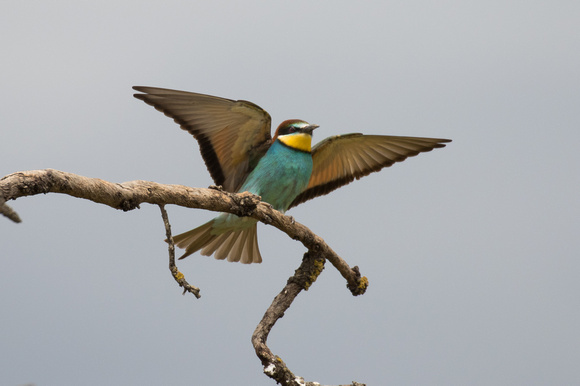 Bee-eater - Los Monegros May 16