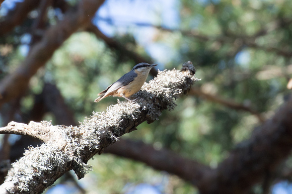 Nuthatch - Pyrenees May16
