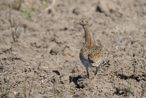Little Bustard 2 - Los Monegros May 16