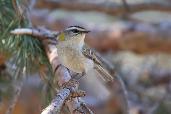 Firecrest 3 - Pyrenees May 16