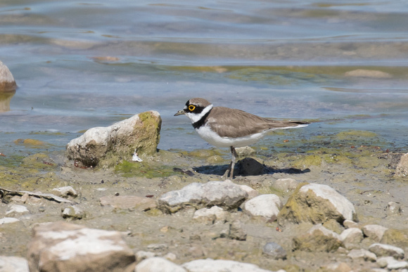 Little Ringed Plover - Pyrenees May 16