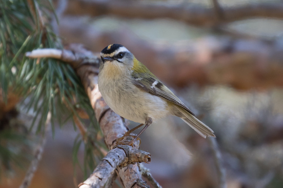 Firecrest 5 - Pyrenees May 16