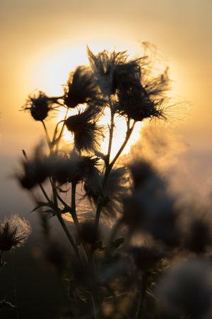 Burton Marsh - 240819