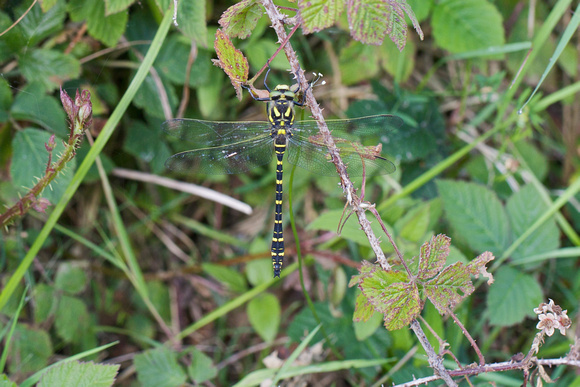 Golden-ringed Dragonfly - Anglesey