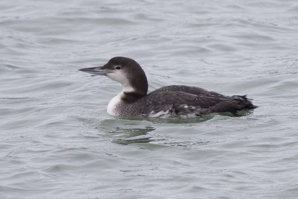 Great Northern Diver 2 - Newlyn Jan16