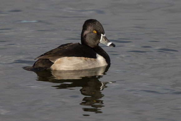 Ring-necked Duck 11 - Caerlaverock 271215