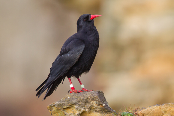 Chough - South Stack 180115