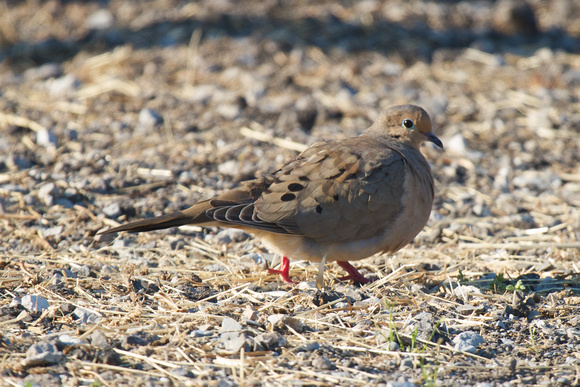 Mourning Dove - Long Point