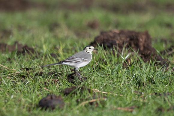 White Wagtail - Pennines - Oct 18
