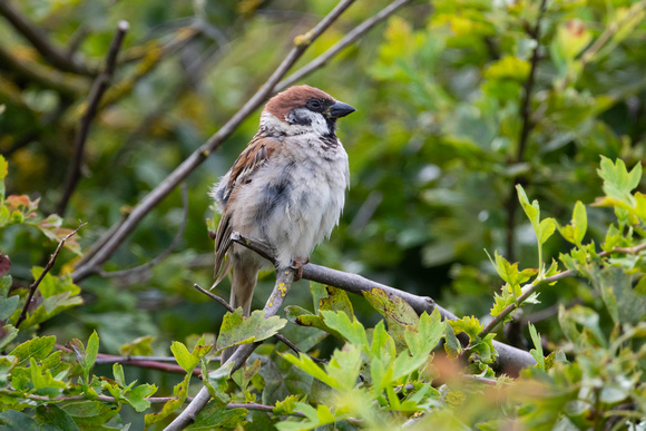 Tree Sparrow - Bempton - 140821