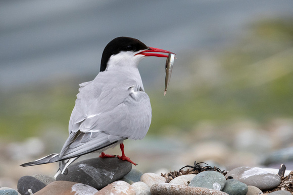 Arctic Tern 2 - Cemlyn 110721
