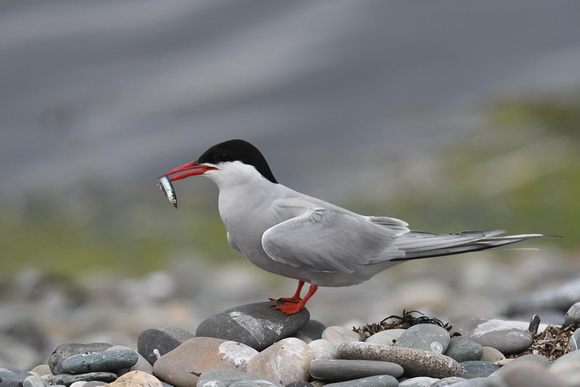 Arctic Tern 7 - Cemlyn - July 21
