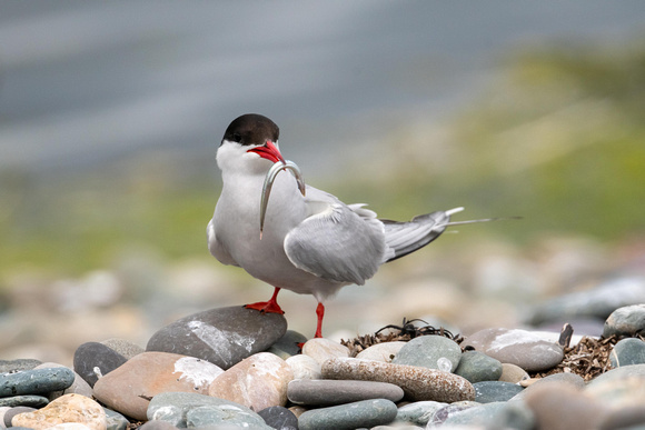 Arctic Tern - Cemlyn 110721