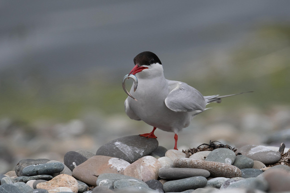 Arctic Tern 6 - Cemlyn - July 21