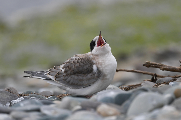 Arctic Tern 5 - Cemlyn - July 21