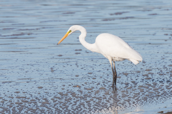Great White Egret 8 - Conwy - 021016