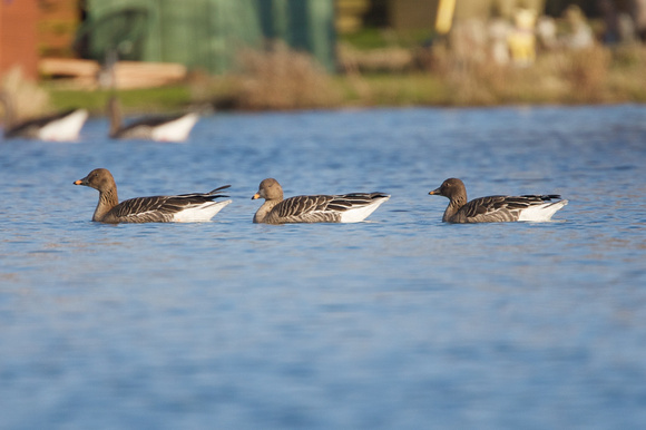 Tundra Bean Geese 3- Chichester