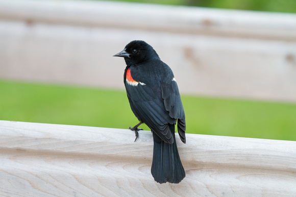 Red-winged Blackbird 2 - Point Pelee