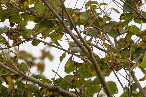 Wood Warbler - St Marys Oct 13