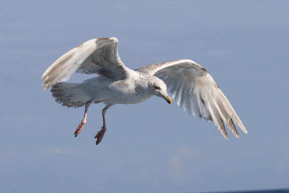 Herring Gull 6 - Scilly Pelagic Aug 15