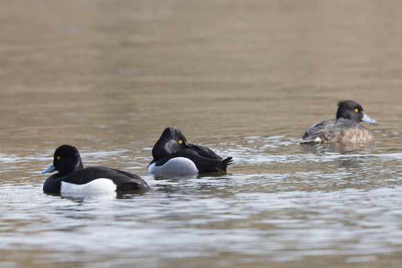 Ring-necked Duck 2 - Duddington Loch - 290318