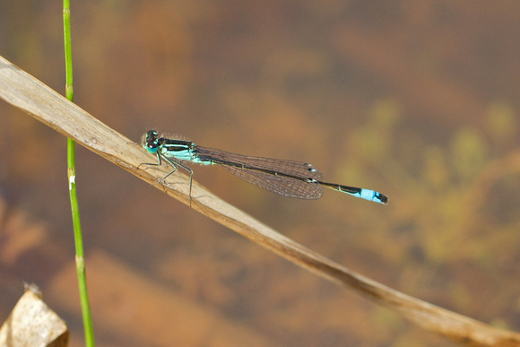 Scarce blue-tailed Damselfly - Anglesey